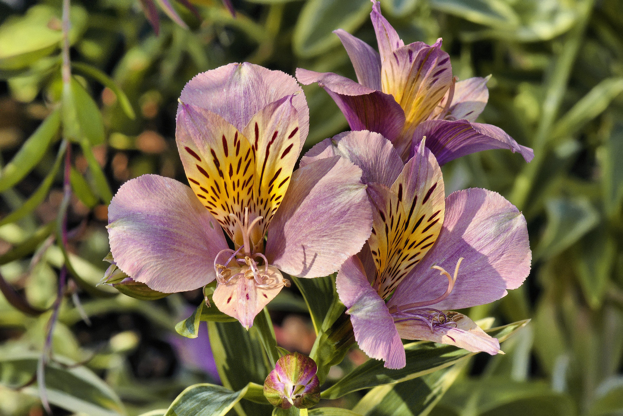 Peruvian Lily – National Arboretum, Washington DC