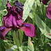 Iris intermédiaire