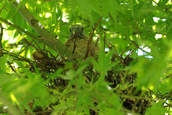 Pigeon chick