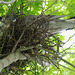 Pigeon nest