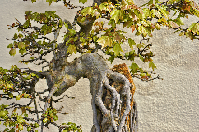 Bonsai Trident Maple – National Arboretum, Washington D.C.