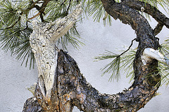 Bonsai Western Yellow Pine – National Arboretum, Washington D.C.