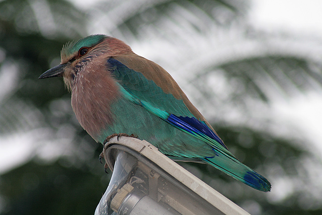 A “Yet-To-Be-Identified” Bird