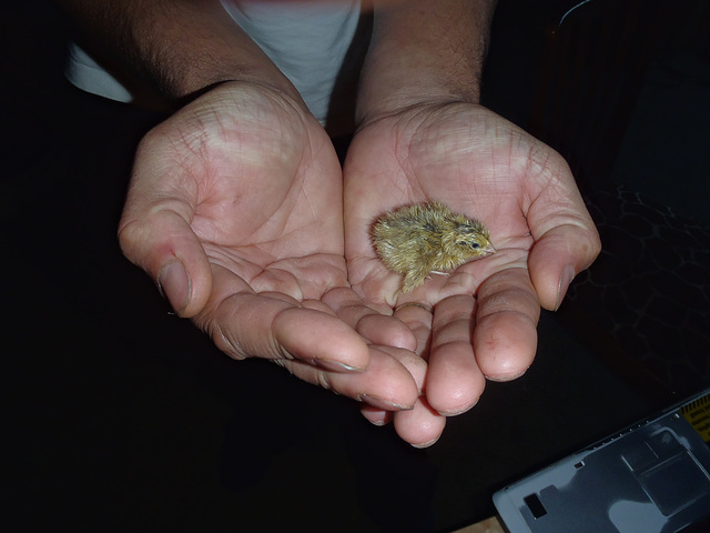 baby quail