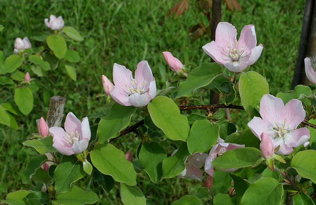 Cognassier- Cydonia obtusifolia