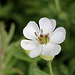 Silene maritima ( uniflora)