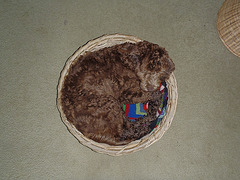 Coco in her basket