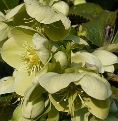 Green Flowers