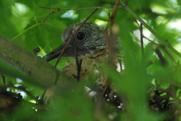 Pigeon chick