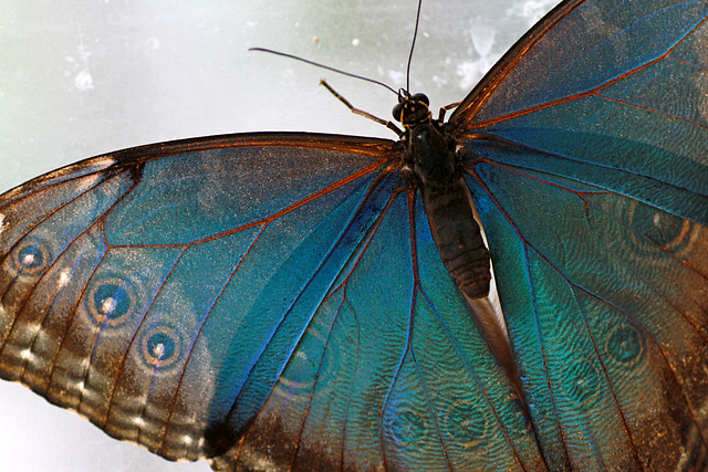 Morpho Magic