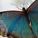 Morpho Magic