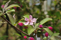 Cherry Blossom Pink – National Arboretum, Washington D.C.