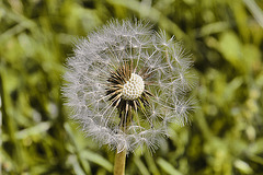 Dandelion Parachute Ball – National Arboretum, Washington D.C.