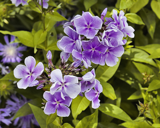 "Franz Schubert" Phlox – National Arboretum, Washington DC