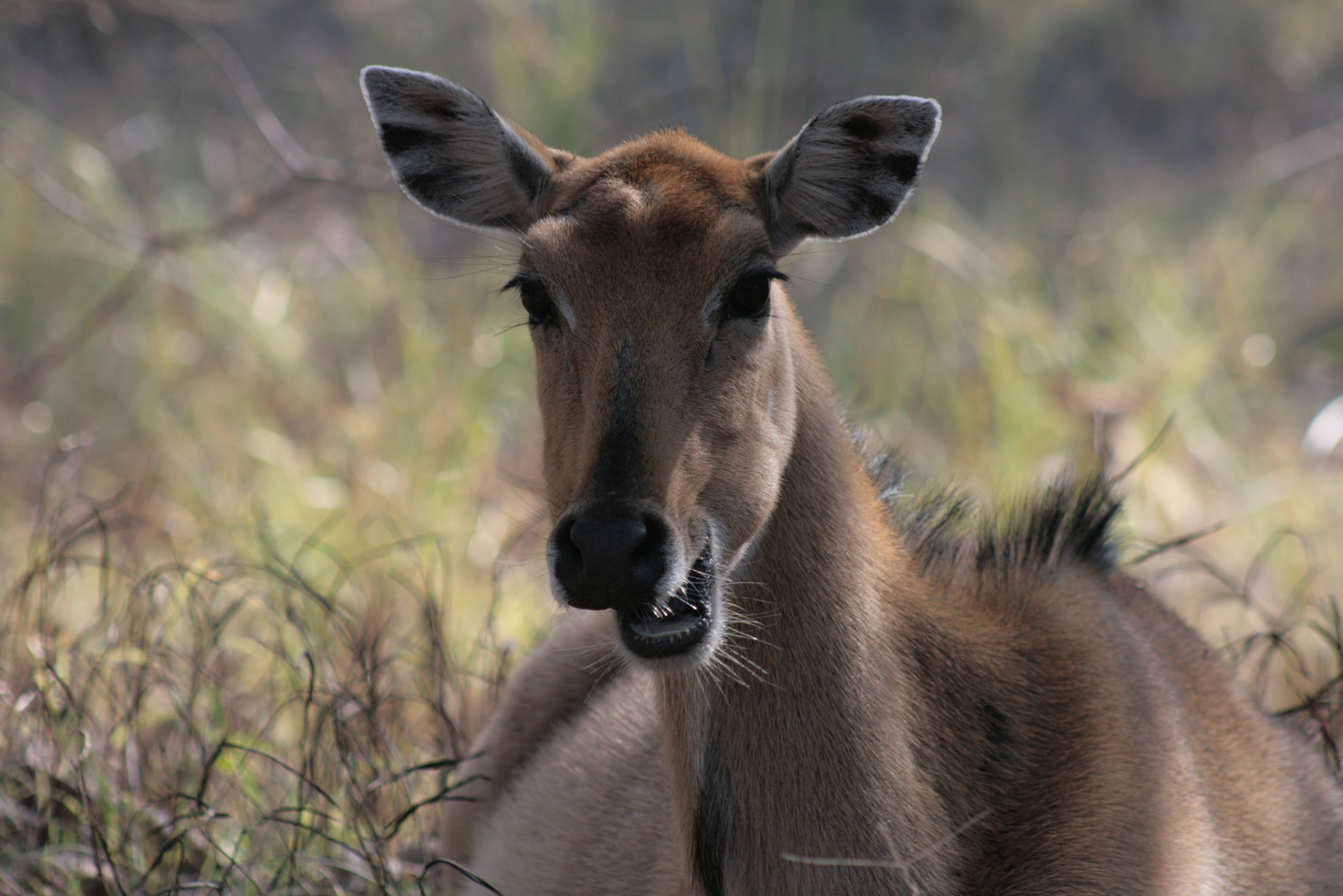 Female Nilgai