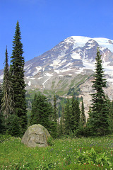 Rainier Wildflower Meadow