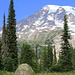 Rainier Wildflower Meadow