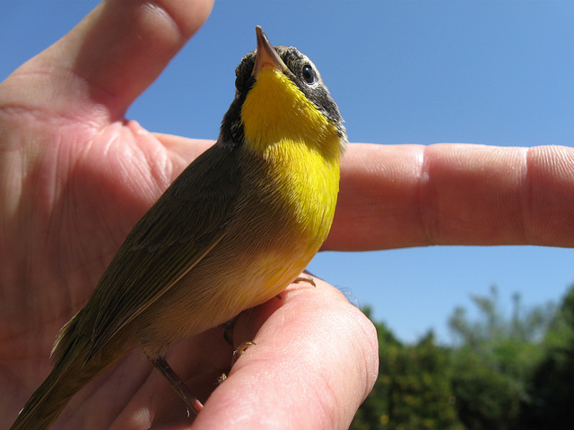 Bird on hand 1