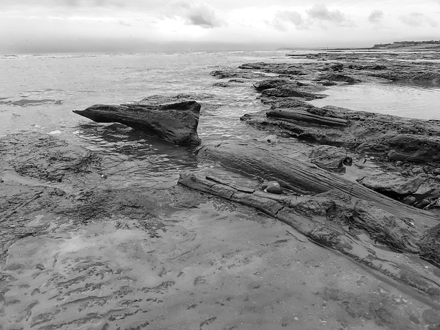 Prehistoric Forest Prehistoric Forest