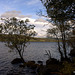 Sliver Birches on the banks of Loch Rannoch proving they can survive with their feet in water