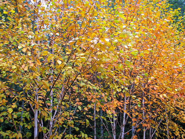 Autumn  Jacquemontii Birch Trees