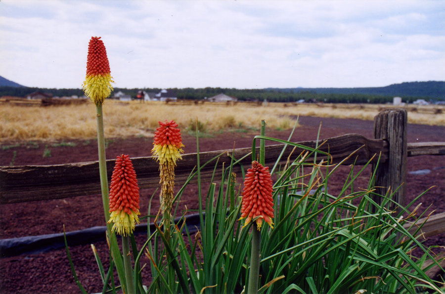 red-hot pokers