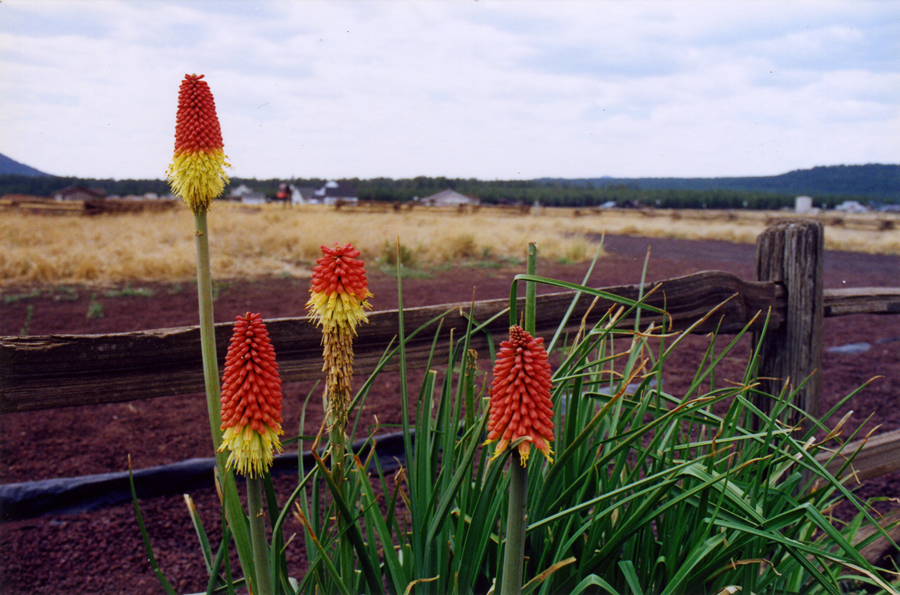 red-hot pokers