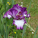 Iris 'Mariposa Autumn '-001