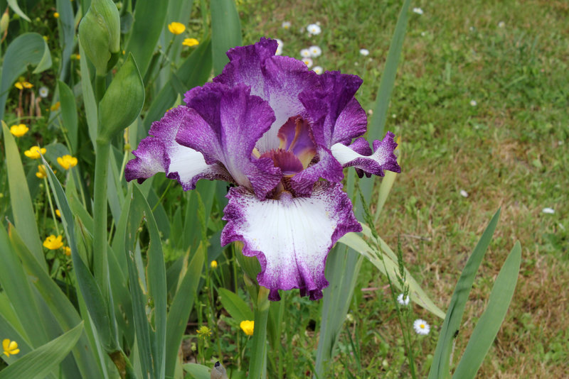 Iris 'Mariposa Autumn '-001