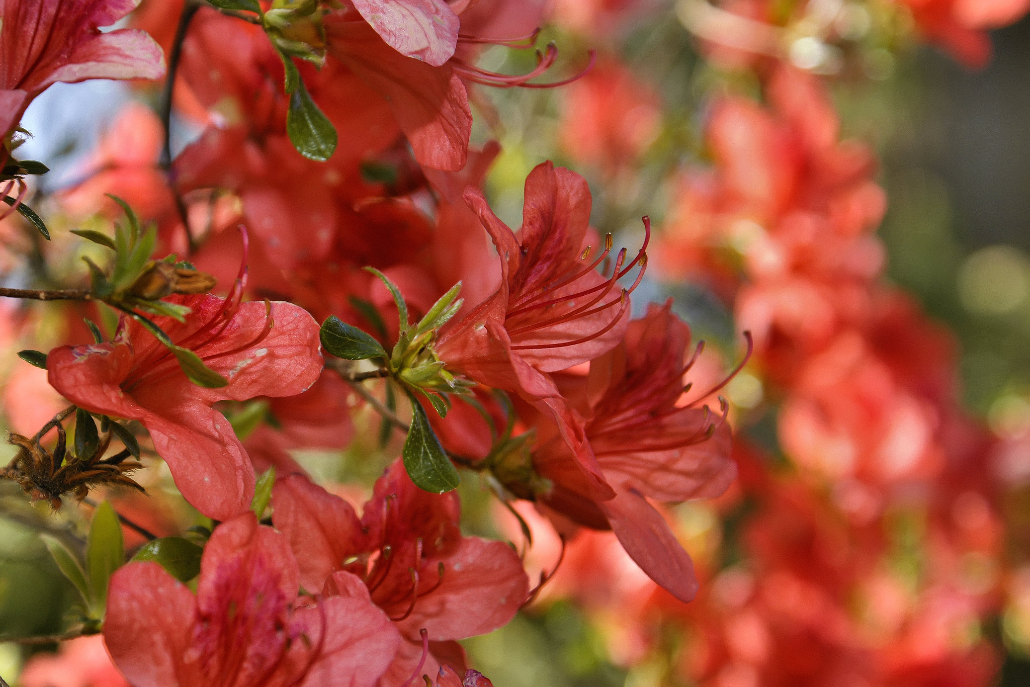 Torch Azalea – Asian Collection, National Arboretum, Washington D.C.