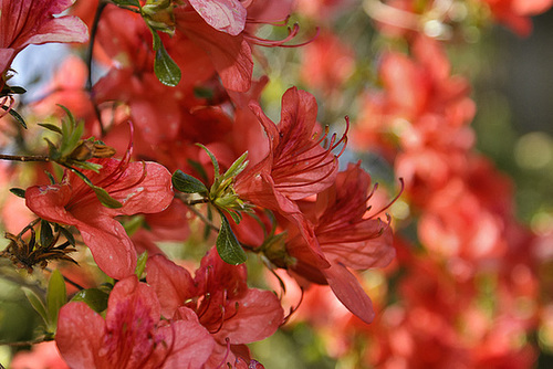 Torch Azalea – Asian Collection, National Arboretum, Washington D.C.