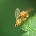 Tiny Flies Making Tinier Flies
