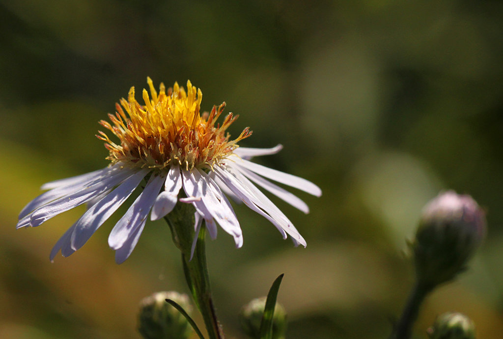 Michaelmas Daisy