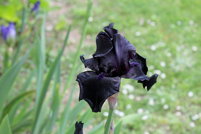 Iris 'Before The Storm'