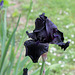 Iris 'Before The Storm'