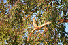 Cooper's Hawk at sunrise