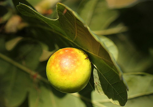 Poss Marble Gall on Oak Leaf