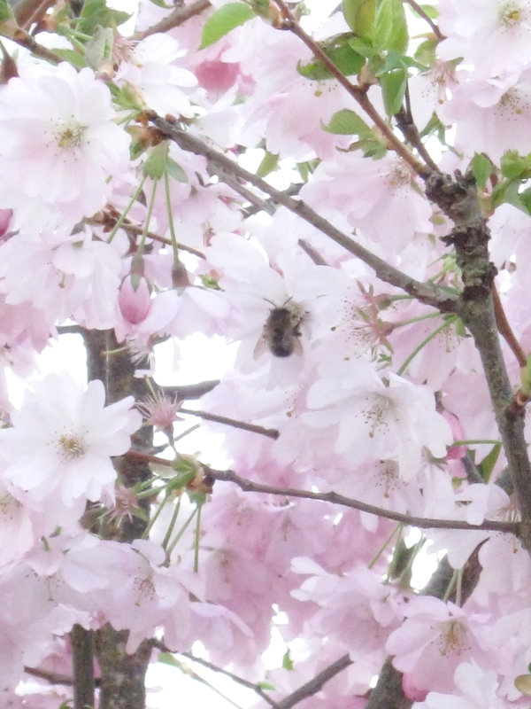Bienchen und Blümchen