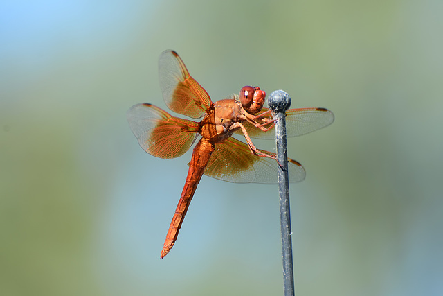 Flame Skimmer