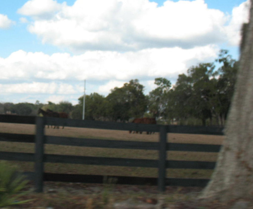 Thoroughbreds in Ocala..