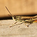 Patio Life: Common Field Grasshopper
