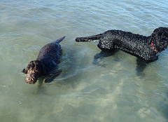 Waratah Bay in the heatwave