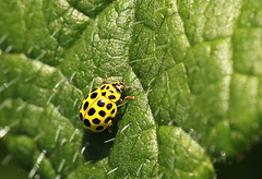 22 Spot Ladybird