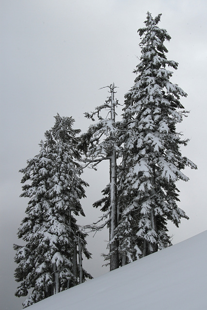 Winter Trees