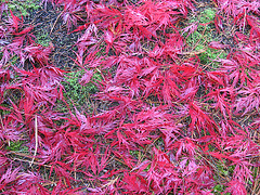 Japanese Maple Red Dragon Leaves