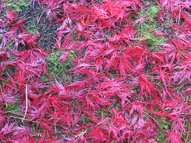 Japanese Maple Red Dragon Leaves