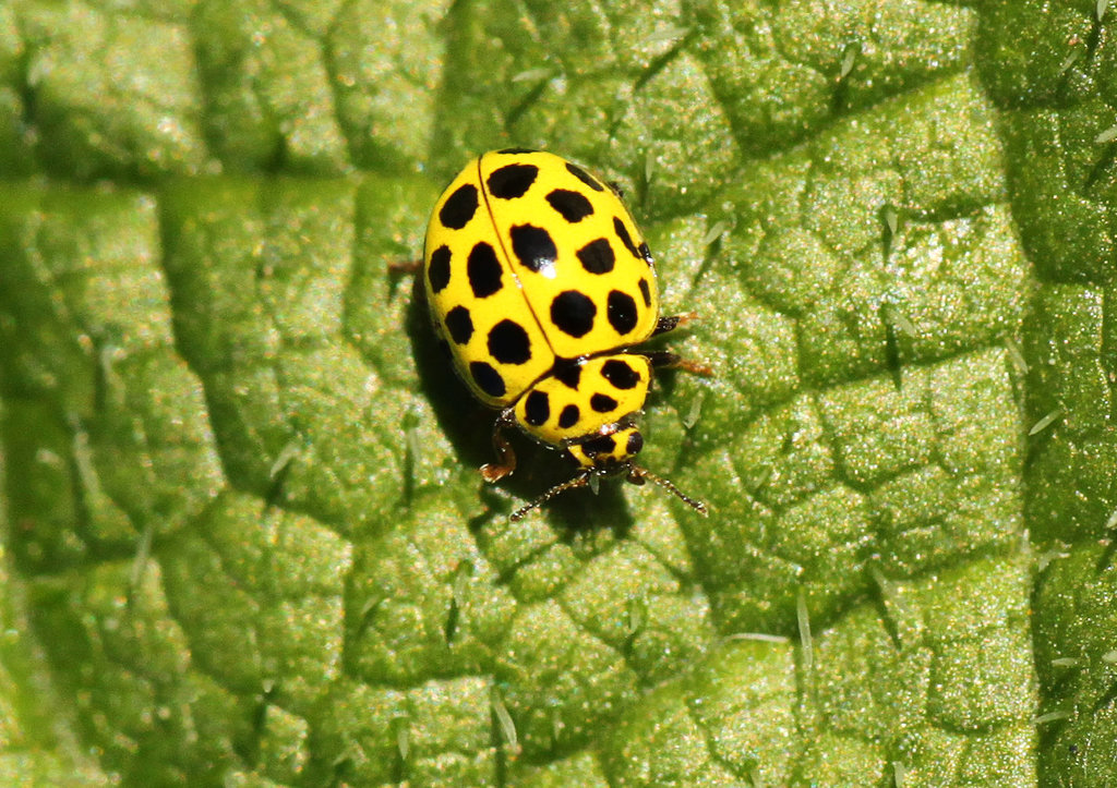 22 Spot Ladybird