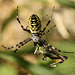 Wasp Spider with Lunch