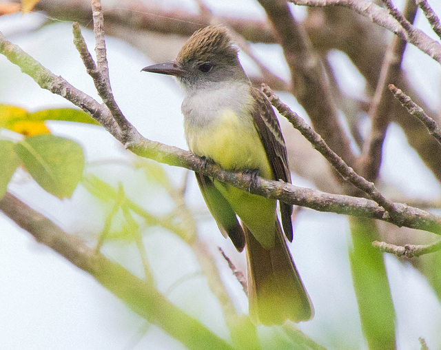 Great-Crested Flycatcher