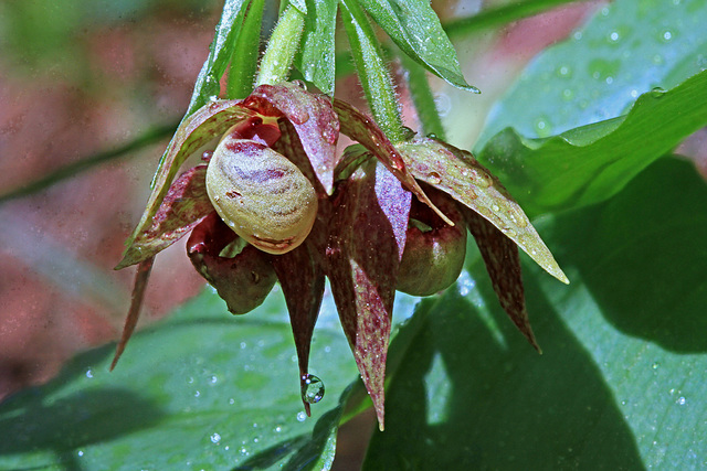 Cypripedium fasciculatum